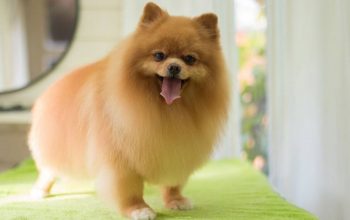 5 things you must do to keep your dog well groomed